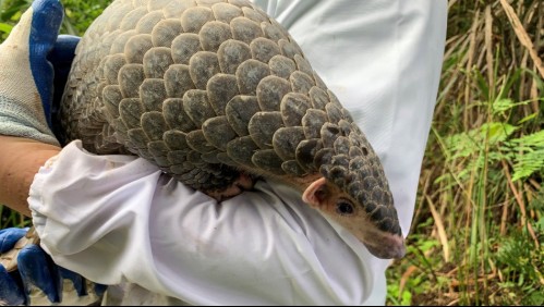 Ya no será usado para medicina: Video del momento en que un pangolín recobra su libertad en China