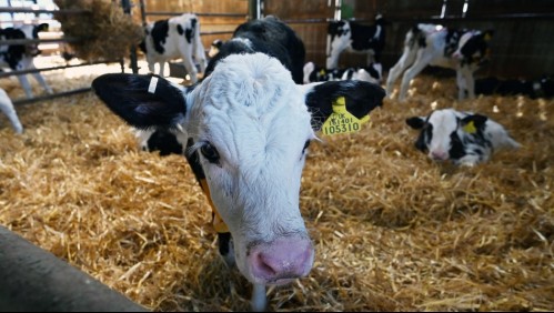 Anticuerpos de vacas modificadas genéticamente podrían ser la nueva arma contra el coronavirus