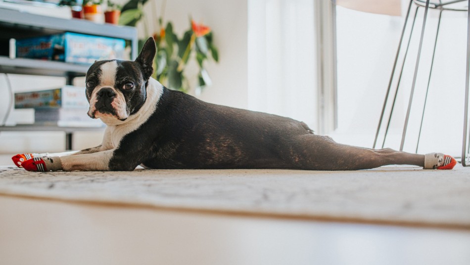 Conoce cuáles son los perros braquicéfalos y cómo identificarlos Conoce cuáles son los perros braquicéfalos y cómo identificarlos