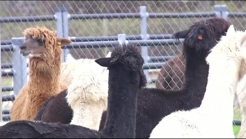 Conoce cómo los anticuerpos de las alpacas podrían ayudar a combatir el coronavirus