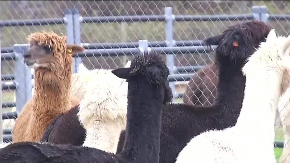Conoce cómo los anticuerpos de las alpacas podrían ayudar a combatir el coronavirus Conoce cómo los anticuerpos de las alpacas podrían ayudar a combatir el coronavirus