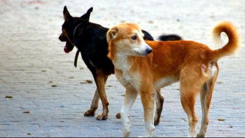 Detenida una pareja en Vietnam por envenenar perros y gatos para vender su carne