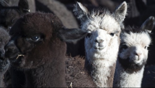 Investigadores chilenos hallan en alpacas anticuerpos fuertes contra el coronavirus