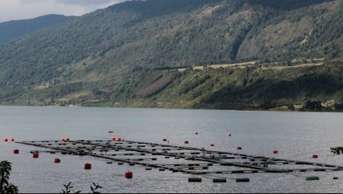 Salmoneras descartan restricción para exportar a China: 'El virus no se multiplica en peces'