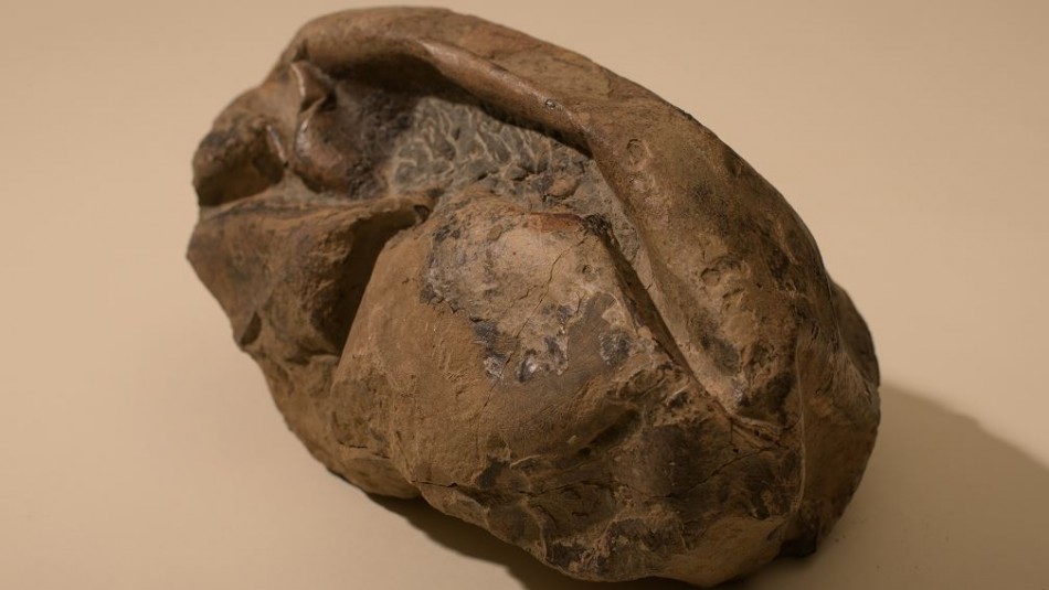 Inédito: Descubren en la Antártica el huevo más grande de la era de los dinosaurios Inédito: Descubren en la Antártica el huevo más grande de la era de los dinosaurios