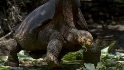 'Súper macho': Tortuga que salvó a toda su especie fue devuelto a su isla en Galápagos