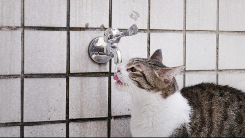 Es más común de lo que crees: ¿Por qué los gatos prefieren beber agua de la llave?