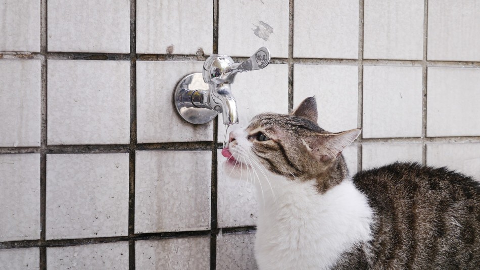 Es más común de lo que crees: ¿Por qué los gatos prefieren beber agua de la llave? Es más común de lo que crees: ¿Por qué los gatos prefieren beber agua de la llave?