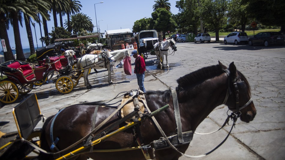 Cocheros de Viña del Mar han decidido vender caballos por falta de agua y alimento Concejal confirma que uno de los caballos de las tradicionales Victorias fue vendido a una carnicería