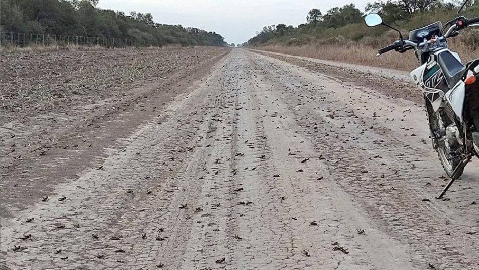 Alerta en Argentina por plaga de 40 millones de langostas: Comen lo mismo que 350 mil personas por día Alerta en Argentina por plaga de 40 millones de langostas: Comen lo mismo que 350 mil personas por día