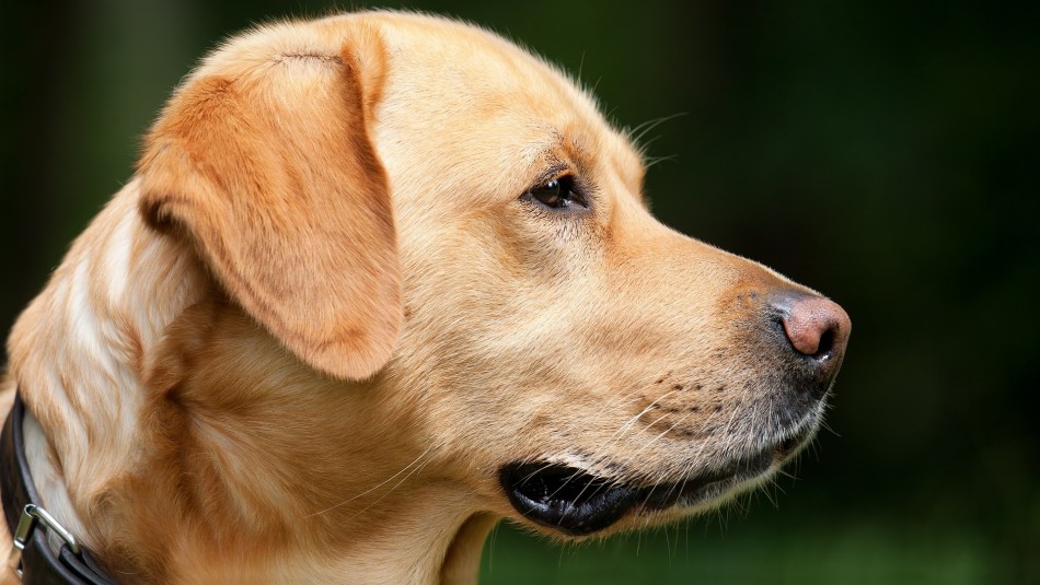 Estas son las razones por las que no debes cortarle los bigotes a tu perro Estas son las razones por las que no debes cortarle los bigotes a tu perro
