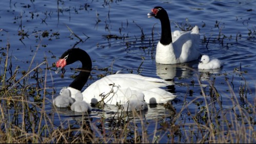 Nueva cifra récord de presencia de cisnes de cuello negro en Río Cruces y Chorocamayo