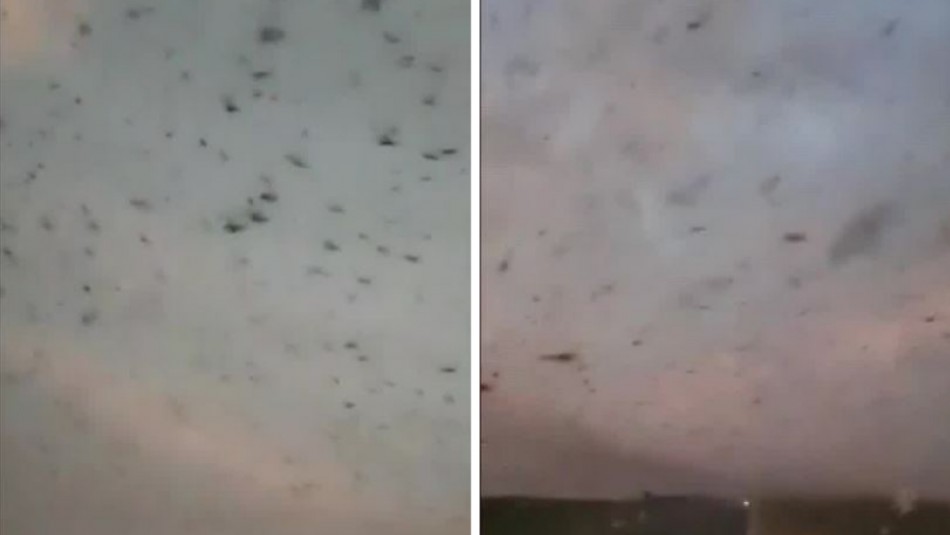 Logran captar impresionante plaga de 40 millones de langostas que tienen en alerta a Argentina Logran captar impresionante plaga de 40 millones de langostas que tienen en alerta a Argentina