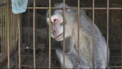 Mono que sufre de alcoholismo atacó a 250 personas y provocó la muerte de una ellas en India