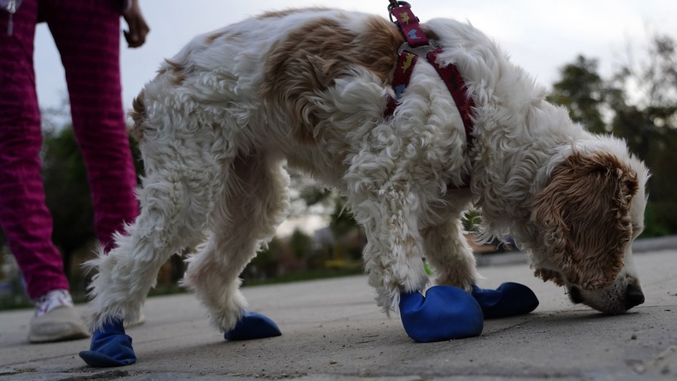 Veterinarios advierten que mascotas podrían sufrir graves consecuencias por reducción de permisos semanales Veterinarios advierten que mascotas podrían sufrir graves consecuencias por reducción de permisos semanales