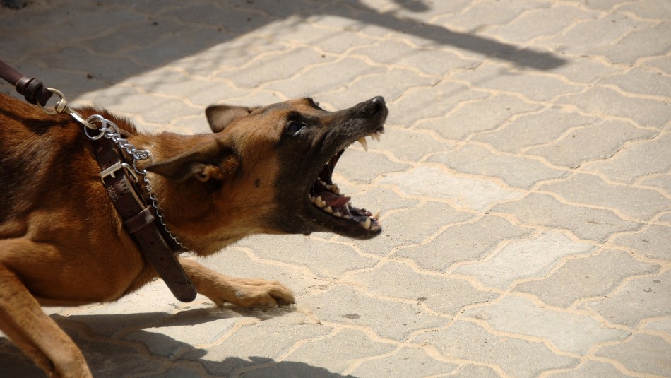 Joven saltó un muro para robar una propiedad y murió por furioso ataque de perros guardianes Joven saltó un muro para robar una propiedad y murió por furioso ataque de perros guardianes