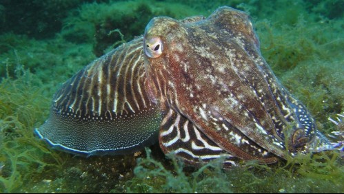 Mujer encontró a un calamar gigante en playa de Sudáfrica