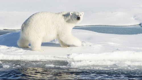 'Masa roja' en la región: La ONU verifica un récord de calor en el Ártico