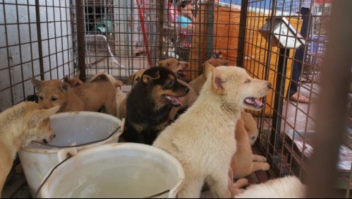 'Fiesta de la carne de perro': Coronavirus salva a miles de canes en China