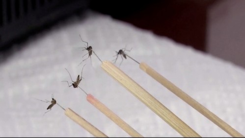 Científicos preparan súper vacuna hecha con saliva de mosquito