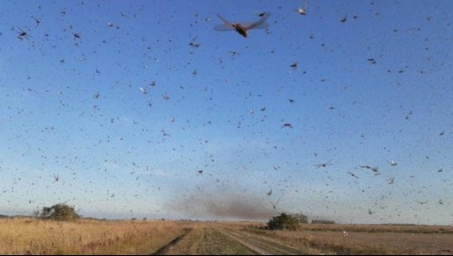 Todo lo que debes saber sobre la plaga de langostas que tiene en alerta a Argentina