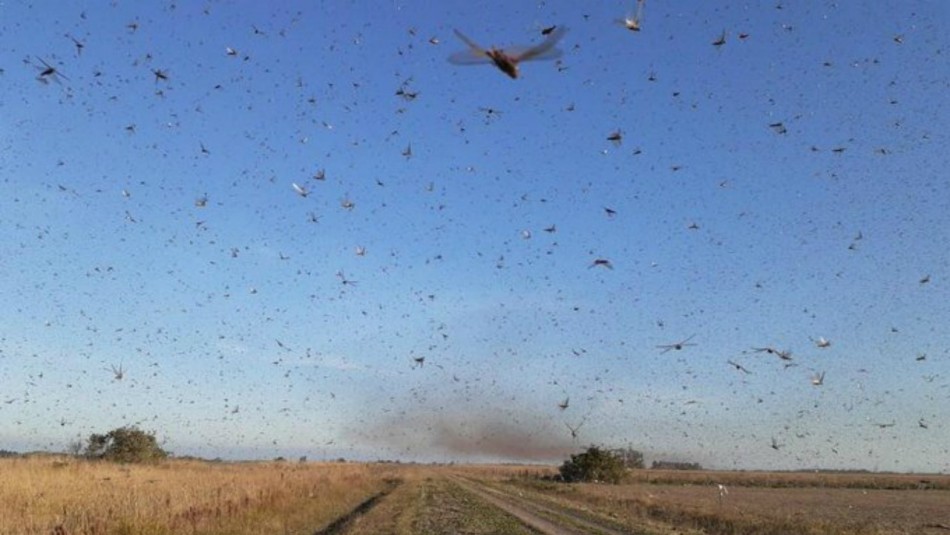 Todo lo que debes saber sobre la plaga de langostas que tiene en alerta a Argentina Todo lo que debes saber sobre la plaga de langostas que tiene en alerta a Argentina