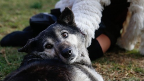 Abandono de mascotas registra un aumento debido a la pandemia