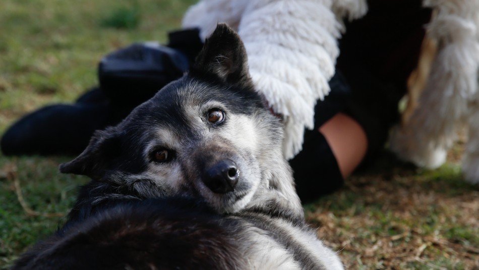 Abandono de mascotas registra un aumento debido a la pandemia Abandono de mascotas registra un aumento debido a la pandemia