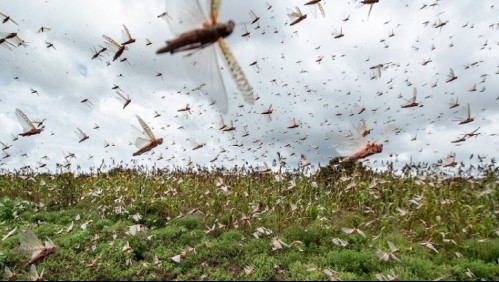 Avanza hasta 150 kms diarios: Argentina lucha contra enorme plaga de langostas que amenaza a Uruguay y Brasil