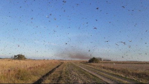 Emergencia en Brasil por inminente llegada de gigantesca plaga de langostas