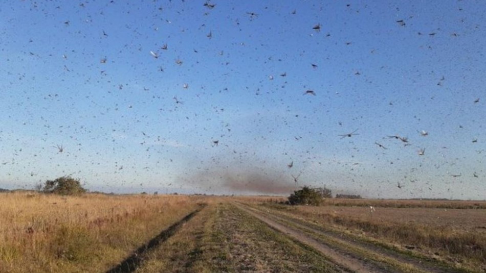 Emergencia en Brasil por inminente llegada de gigantesca plaga de langostas Emergencia en Brasil por inminente llegada de gigantesca plaga de langostas