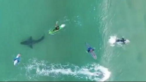 Dron capta momento en que un enorme tiburón blanco acecha a varios surfistas en Sudáfrica