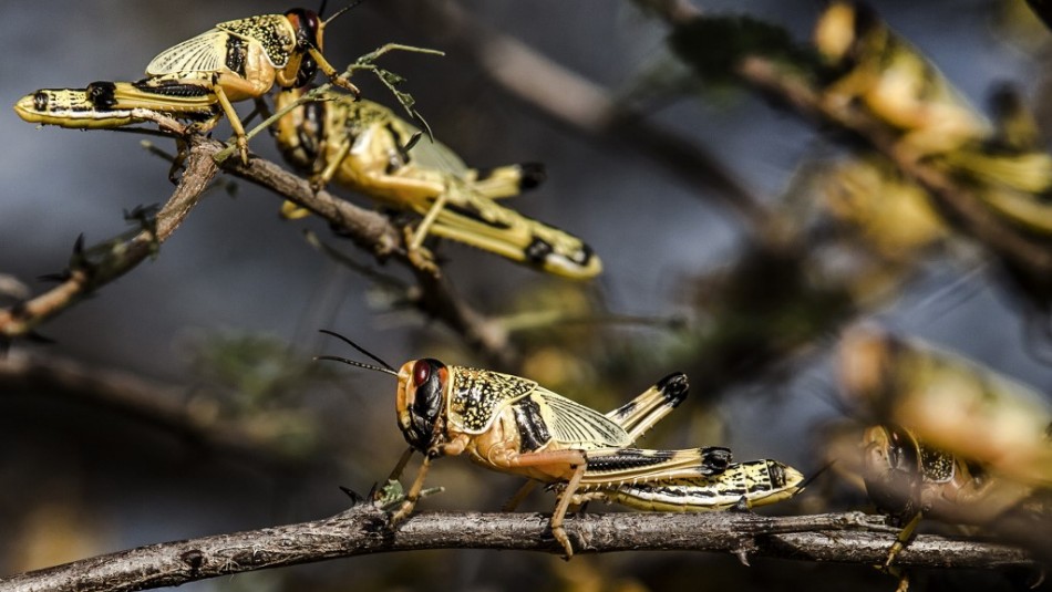 Experto descarta que plaga de langostas llegue a Chile: Experto descarta que plaga de langostas llegue a Chile: