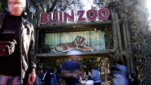 Buin Zoo sufre por la pandemia de coronavirus: Recinto lleva más de 100 días cerrado al público