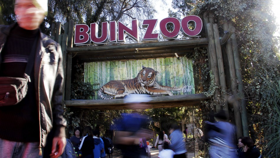 Buin Zoo se encuentra afectado por la pandemia de coronavirus Buin Zoo sufre por la pandemia de coronavirus: Recinto lleva más de 100 días cerrado al público