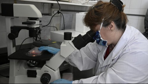 Científicos piden 'urgencia' a la investigación del nuevo virus porcino que podría convertirse en pandemia