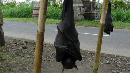 Viralizan imágenes en redes sociales de un murciélago del tamaño de un humano
