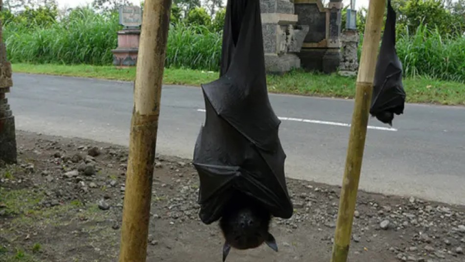 Viralizan imágenes en redes sociales de un murciélago del tamaño de un humano Viralizan imágenes en redes sociales de un murciélago del tamaño de un humano