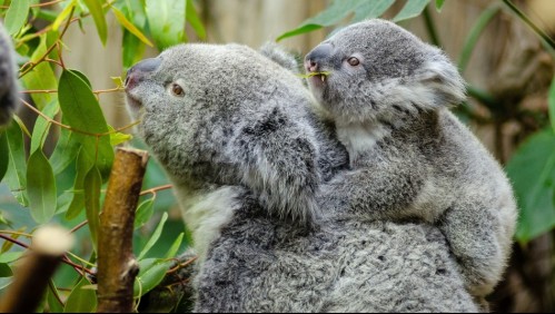 Koalas se extinguirían antes del 2050 en estado de Australia: Expertos llaman a tomar medidas