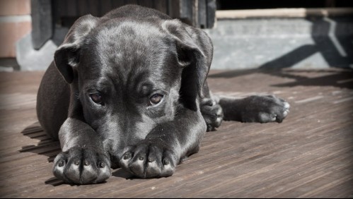 ¿Cómo saber si mi perro está triste?: Estas son algunas de las conductas que asume