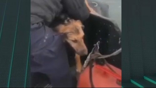 Rescatan a perro que nadaba en medio del mar en el sur de Chile