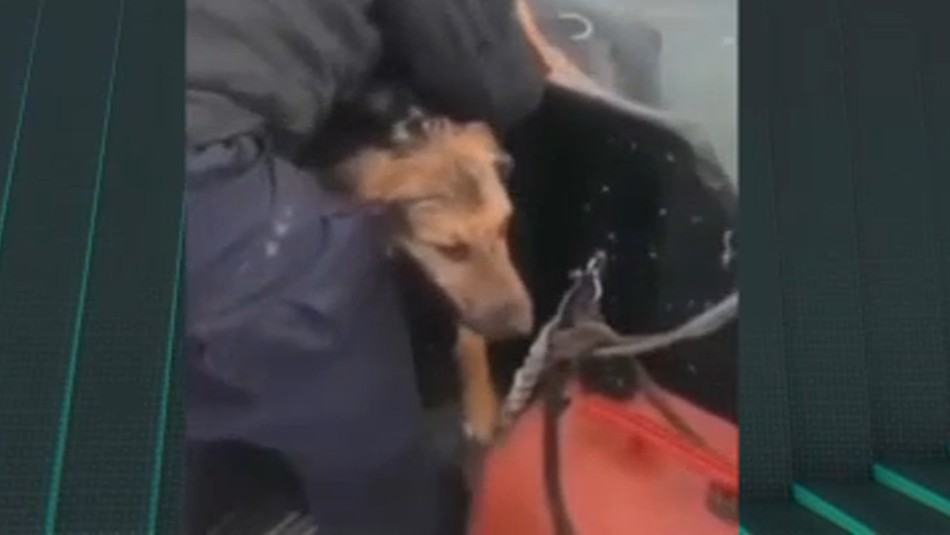 Rescatan a perro que nadaba en medio del mar en el sur de Chile Rescatan a perro que nadaba en medio del mar en el sur de Chile