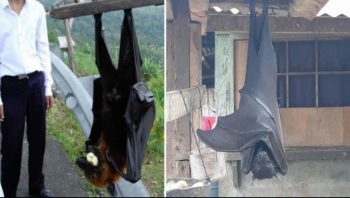 Es del tamaño de una persona adulta: Estas son las dimensiones del murciélago más grande del mundo