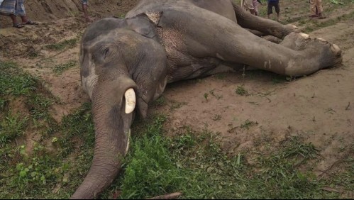 Misterio por masiva muerte de elefantes: Al menos 350 han fallecido durante últimos meses en Botswana