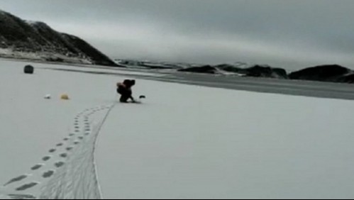 Rescatan a cisne de cuello negro atrapado en el mar congelado