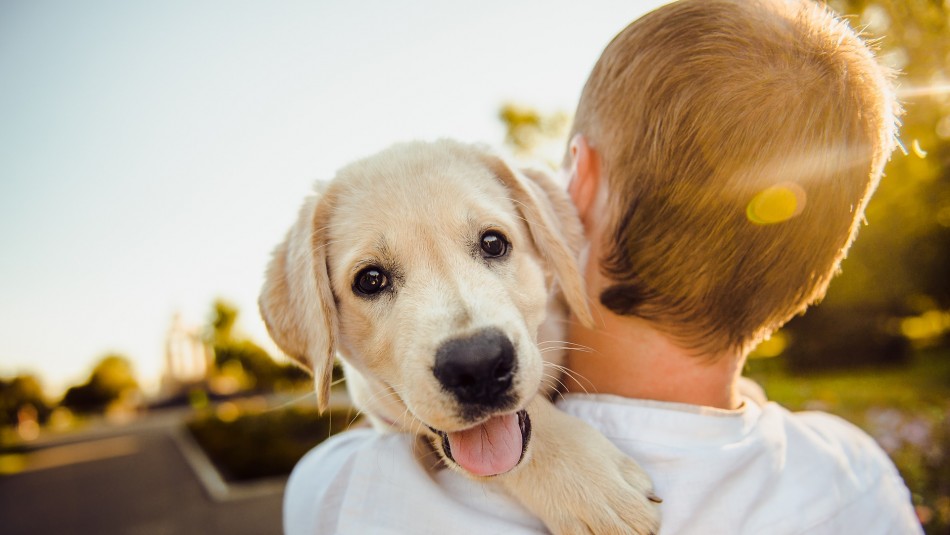 Te protege y te sigue a donde vayas: Con estas señales los perros demuestran cariño