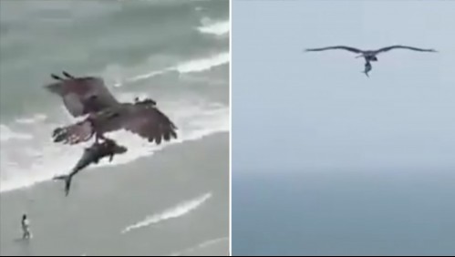 Impactante video: Águila caza a tiburón y sobrevuela una playa con la presa entre sus garras