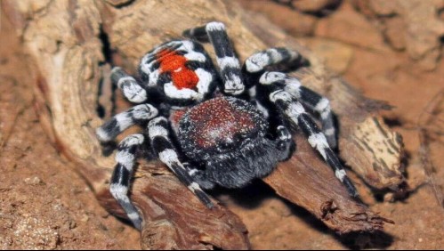 Descubren rara especie de araña 'parecida al Joker': Científicos la llaman Joaquin Phoenix