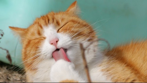 La explicación del porqué los gatos no sienten el sabor dulce