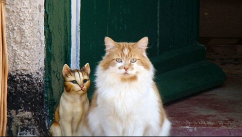 Muere el gato más viejo del mundo: Alcanzó a vivir 31 años